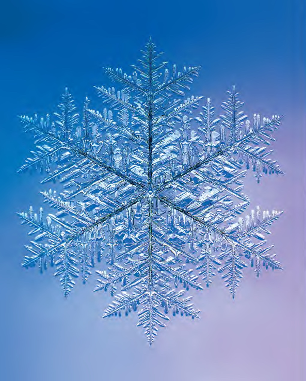 Snowflapes Capturing Snowflakes – Kenneth Libbrecht & Rachel Wing – Schizanthus Nerd